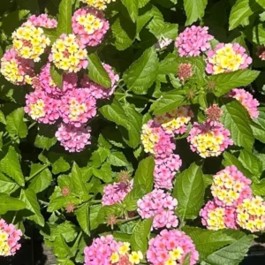 Lantana Pink Plant Live Perennial Flowers Outdoor 4-6 Inch