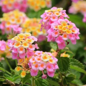 Lantana Pink Plant Live Perennial Flowers Outdoor 4-6 Inch