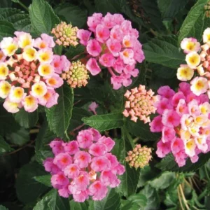 Lantana Pink Plant Live Perennial Flowers Outdoor 4-6 Inch