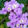 Lantana Purple Live Plant - Perennial Outdoor Flowers - 4 to 6 Inch Tall
