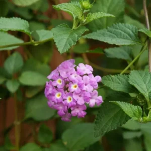 Lantana Purple Live Plant - Perennial Outdoor Flowers - 4 to 6 Inch Tall