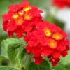 Lantana Red Plant Live Perennial Outdoor Flowers 4-6 Inch