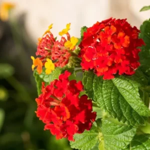 Lantana Red Plant Live Perennial Outdoor Flowers 4-6 Inch