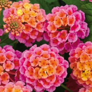 Lantana Rose Plant Live Perennial Outdoor Flowers 4-6 Inch