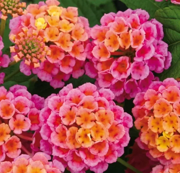 Lantana Rose Plant Live Perennial Outdoor Flowers 4-6 Inch