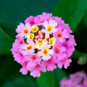 Lantana Rose Plant Live Perennial Outdoor Flowers 4-6 Inch