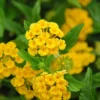 Lantana Trailing Yellow Live Plant - 4-6 Inch Perennial Outdoor Flowers