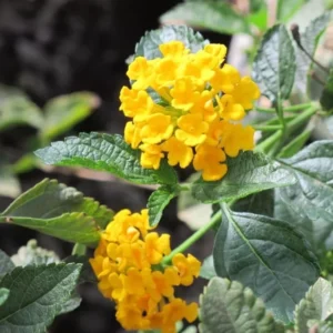 Lantana Trailing Yellow Live Plant - 4-6 Inch Perennial Outdoor Flowers