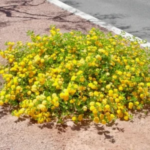 Lantana Trailing Yellow Live Plant - 4-6 Inch Perennial Outdoor Flowers
