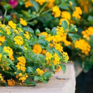 Lantana Trailing Yellow Live Plant - 4-6 Inch Perennial Outdoor Flowers