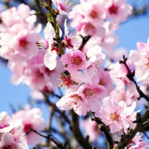 Texas Mission Almond Tree Live 3-4 Feet Tall - Bare Root - Tree Plant Healthy Plants Home Landscape Gardening Nuts Almonds Garden