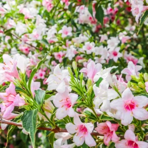 Variegated Weigela Plant - Bush Plant - 4 Inch Pot - Garden Shrub