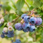Live Blueberry Plant - 4 Inch Potted Highbush Variety for Outdoor Planting