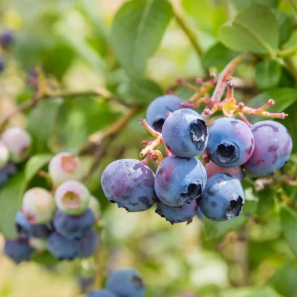 Live Blueberry Plant - 4 Inch Potted Highbush Variety for Outdoor Planting