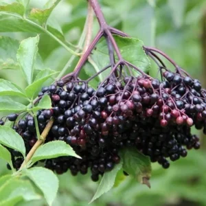 Live Elderberry Bush Plants - 1-3 Feet Tall - Ready for Planting