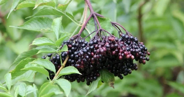 Live Elderberry Bush Plants - 1-3 Feet Tall - Ready for Planting