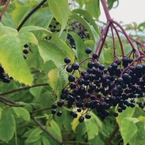 Live Elderberry Bush Plants - 1-3 Feet Tall - Ready for Planting