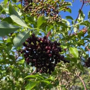 Live Elderberry Bush Plants - 1-3 Feet Tall - Ready for Planting