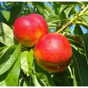 Fantasia Nectarine Tree - Fruit Tree 1.5 to 3 Feet - Garden Ready