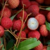 Lychee Tree - 3 Feet Tall - Air Layered Plant - 3 Gallon Pot - Fruit Tree