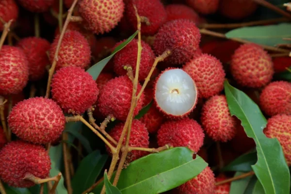 Lychee Tree - 3 Feet Tall - Air Layered Plant - 3 Gallon Pot - Fruit Tree