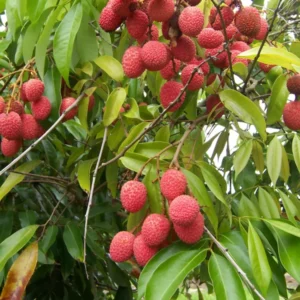 Lychee Tree - 3 Feet Tall - Air Layered Plant - 3 Gallon Pot - Fruit Tree