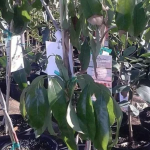Lychee Tree - 3 Feet Tall - Air Layered Plant - 3 Gallon Pot - Fruit Tree