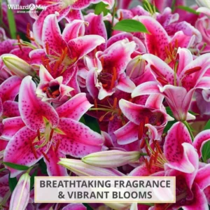 Stargazer Oriental Lily Pack Bulbs (3 Bulbs Per Pack) - Freshly Dug Flower Bulbs