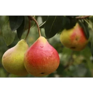 Shenandoah Pear Tree Bare Root - 4 to 5 Feet Tall - Fruit Tree