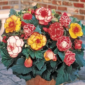 Mixed Picotee Begonias Super Flower Bulbs - 3 Tubers per Pack - Deer Resistant - Grows Well in Containers - Easy to Grow Live Plants - Outdoor Garden