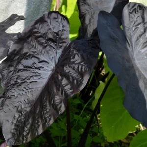 Black Ripple Elephant Ears Plant - 3.5 Inch Container - Dark Chocolate Foliage