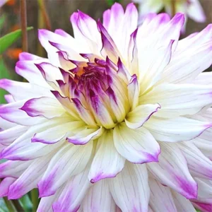 Ferncliff Illusion Dinnerplate Dahlia Flower Bulbs - 1 Bulbs Per Pack