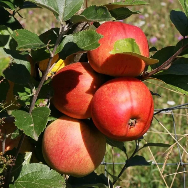 Macoun Apple Tree Live Plant - 4-5 Ft Tall Bare Root - Garden Planting