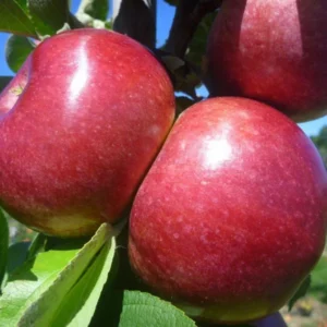 Macoun Apple Tree Live Plant - 4-5 Ft Tall Bare Root - Garden Planting