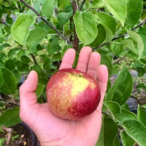 Macoun Apple Tree Live Plant - 4-5 Ft Tall Bare Root - Garden Planting