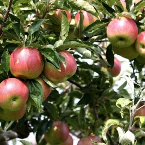 Macoun Apple Tree Live Plant - 4-5 Ft Tall Bare Root - Garden Planting