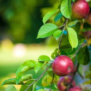 Macoun Apple Tree Live Plant - 4-5 Ft Tall Bare Root - Garden Planting