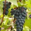 Marquette Grape Vine Plant Live Bare Root Cold Hardy Variety for Planting