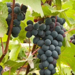 Marquette Grape Vine Plant Live Bare Root Cold Hardy Variety for Planting