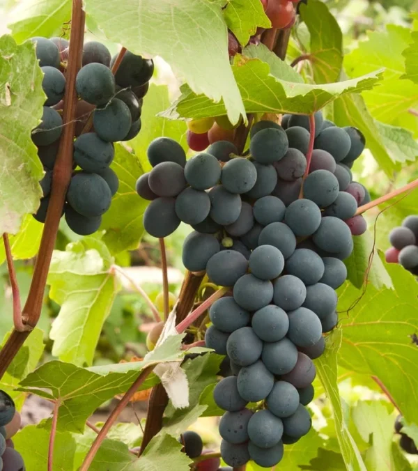 Marquette Grape Vine Plant Live Bare Root Cold Hardy Variety for Planting