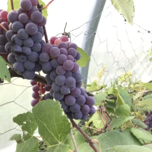 Marquette Grape Vine Plant Live Bare Root Cold Hardy Variety for Planting