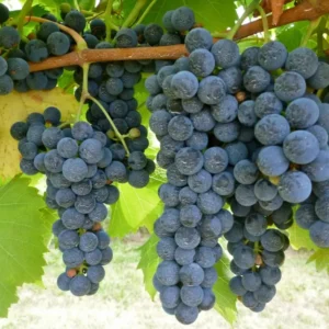 Marquette Grape Vine Plant Live Bare Root Cold Hardy Variety for Planting
