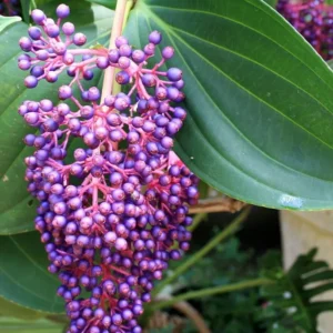 Medinilla Myriantha Malaysian Orchid Live Plant Exotic Blooms