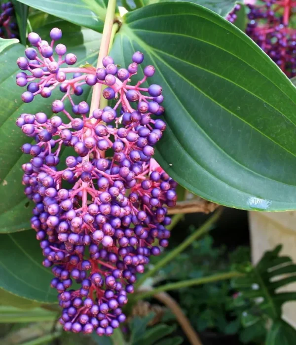 Medinilla Myriantha Malaysian Orchid Live Plant Exotic Blooms