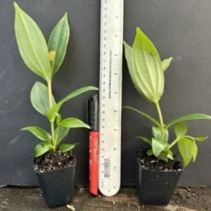 Medinilla Myriantha Malaysian Orchid Live Plant Exotic Blooms