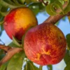 Mericrest Nectarine Tree - 2-3 ft Nursery Pot - Cold Hardy & Sweet