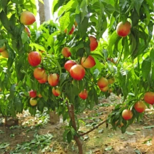 Mericrest Nectarine Tree - 2-3 ft Nursery Pot - Cold Hardy & Sweet