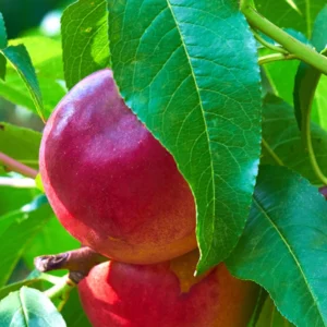 Mericrest Nectarine Tree - 2-3 ft Nursery Pot - Cold Hardy & Sweet