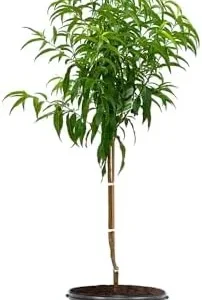 Mericrest Nectarine Tree - 2-3 ft Nursery Pot - Cold Hardy & Sweet