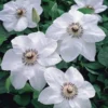Miss Bateman Clematis Plant - 3-4 Inch White Flowering Vine